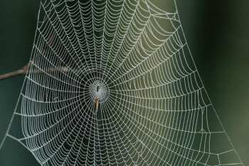 17 Most Famous Lines From Charlotte’s Web