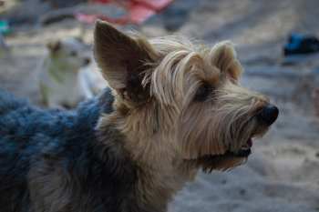 Why Did Kate DiCamillo Write Because of Winn Dixie?