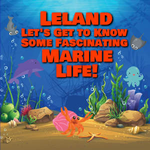 Leland Let's Get to Know Some Fascinating Marine Life!